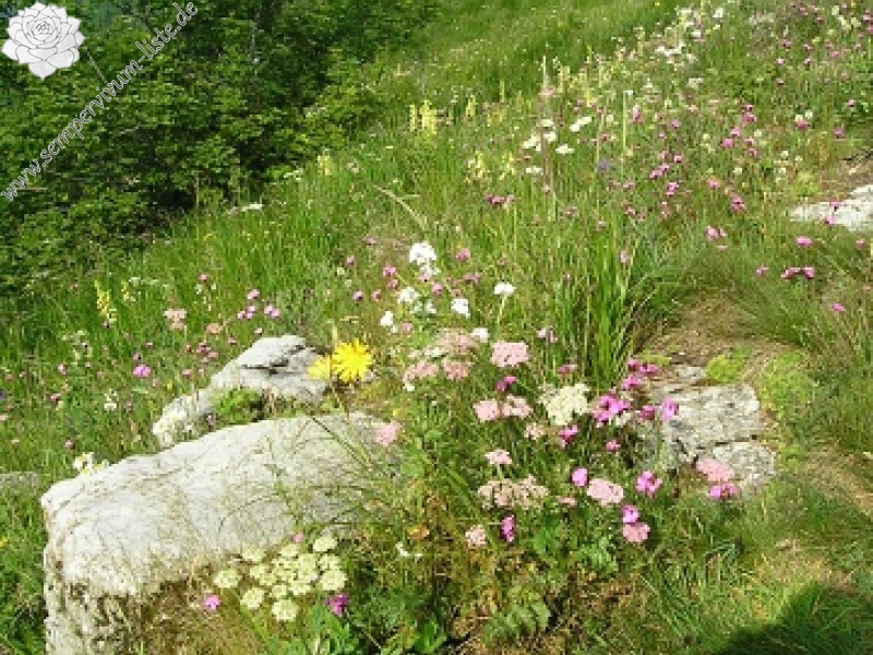 globiferum ssp. hirtum (preissianum) from Zvolen