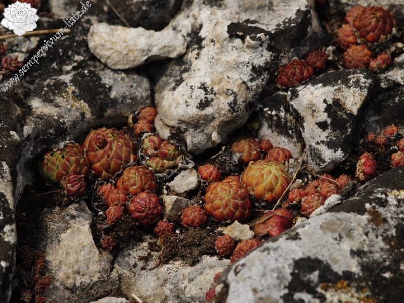 globiferum ssp. globiferum from Koněprusy, Zlatý kůň