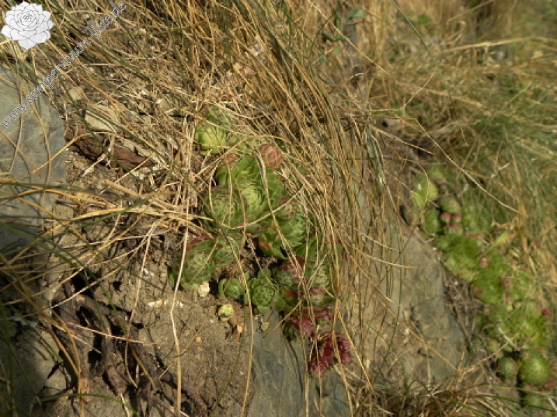 globiferum ssp. globiferum from Piplův mlýn