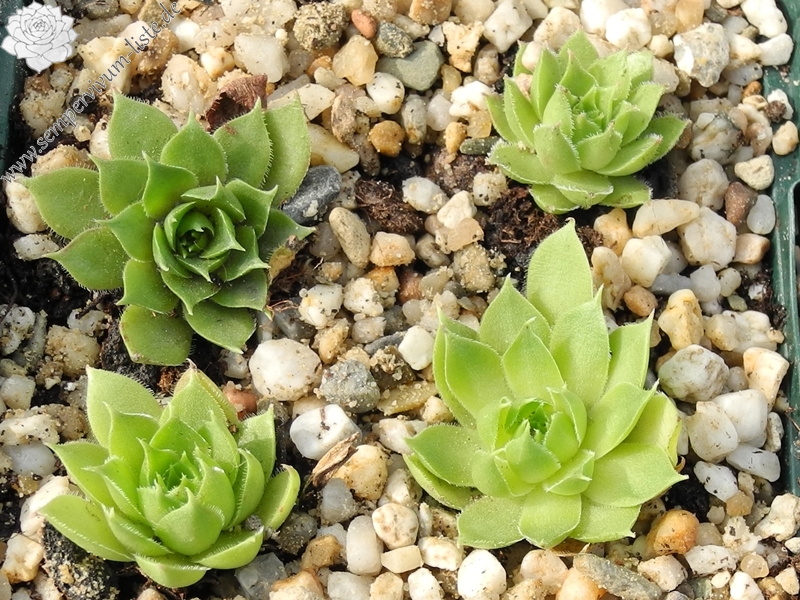 sp. from Cozla (südl.)