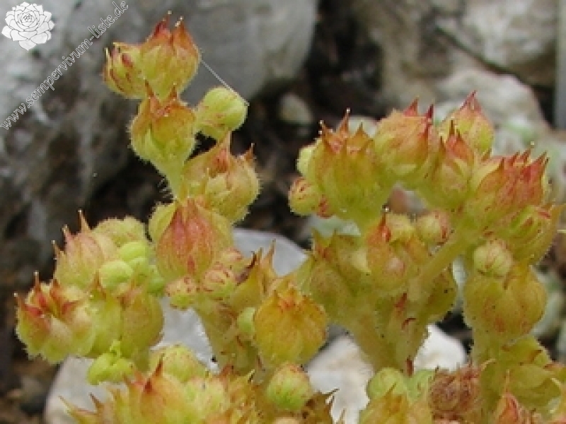 ciliosum ssp. octopodes (apetalum)