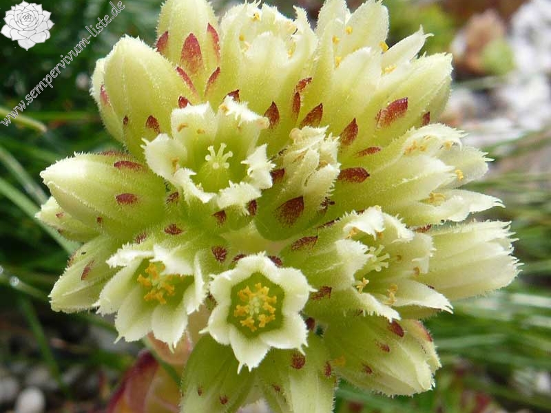 globiferum ssp. hirtum x S. heuffelii Nr. 3