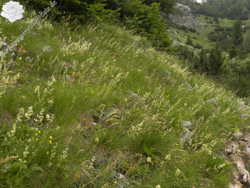 marmoreum from Brojišta