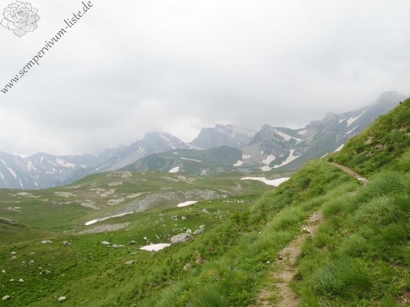 heuffelii from Kobilino pole, O