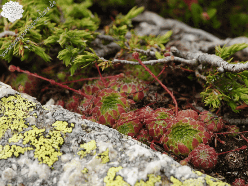 ciliosum ssp. octopodes from Stiv (Gipfel)