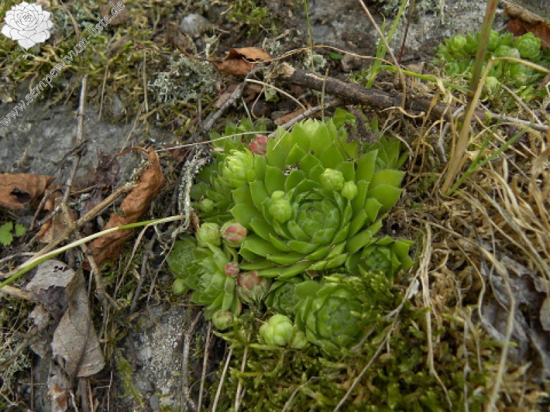 globiferum ssp. globiferum from Krsy