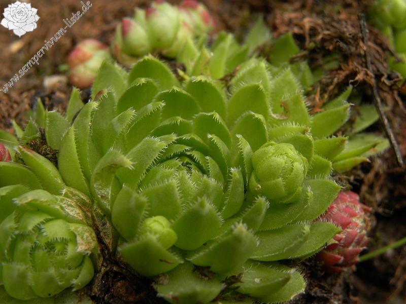 globiferum ssp. globiferum from Bečov nad Teplou, Eisenbahn