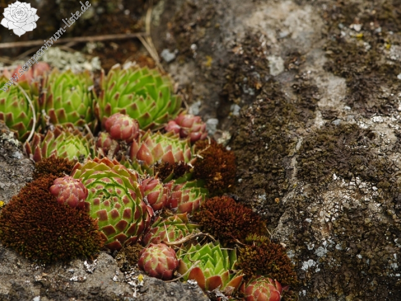 globiferum ssp. globiferum from Těšetice, südlich
