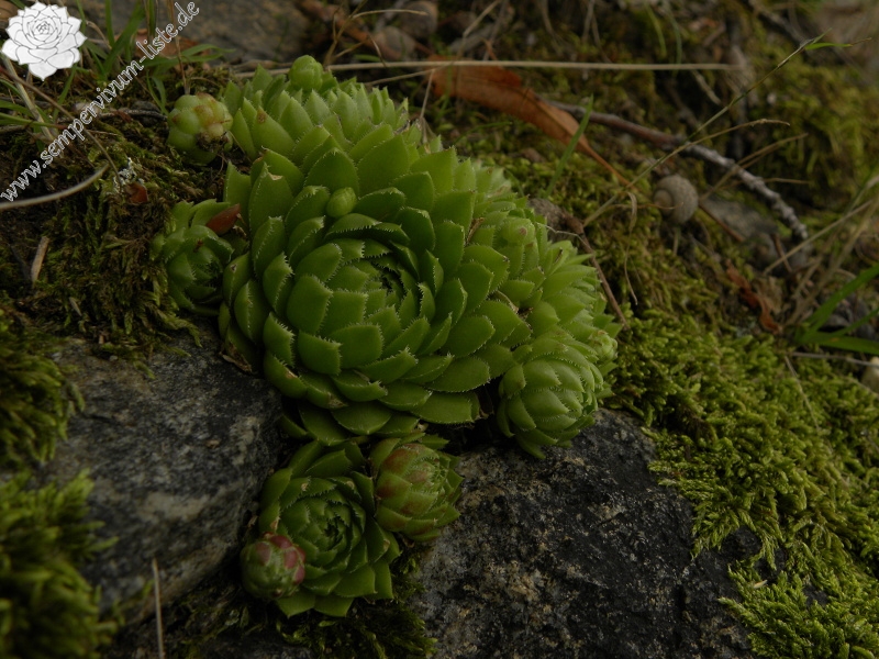 globiferum ssp. globiferum from Třeboň, Svět