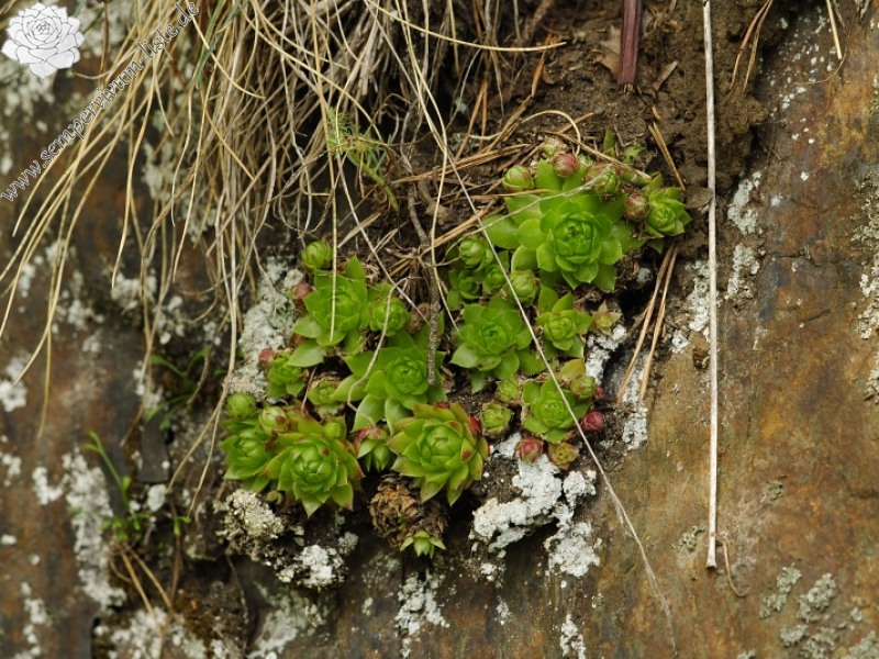 globiferum ssp. globiferum from Straße Chyše nach Čichořice