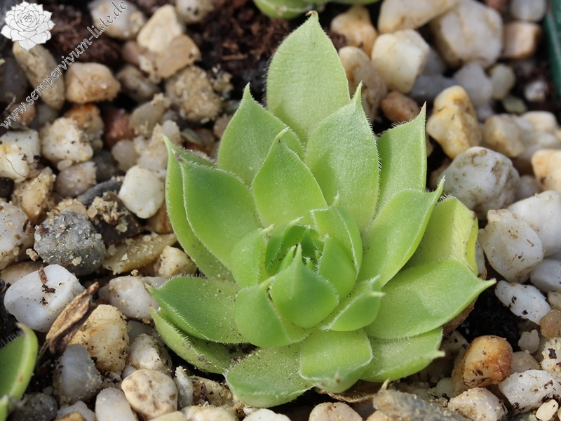 sp. from Cozla (südl.)