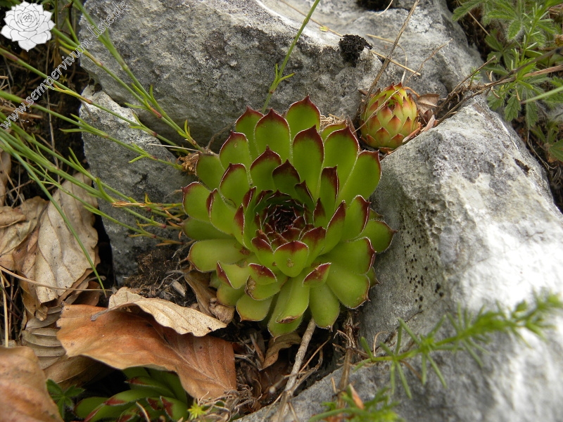 marmoreum from Brojišta