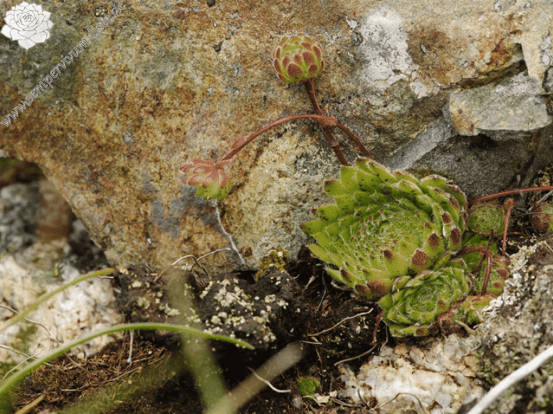 ciliosum ssp. octopodes from Stiv (Gipfel)