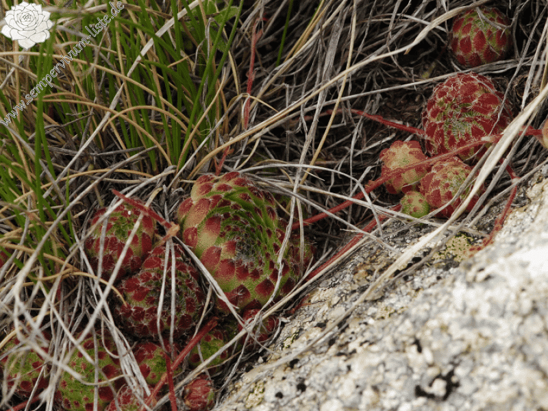 ciliosum ssp. octopodes from Stiv (Gipfel)