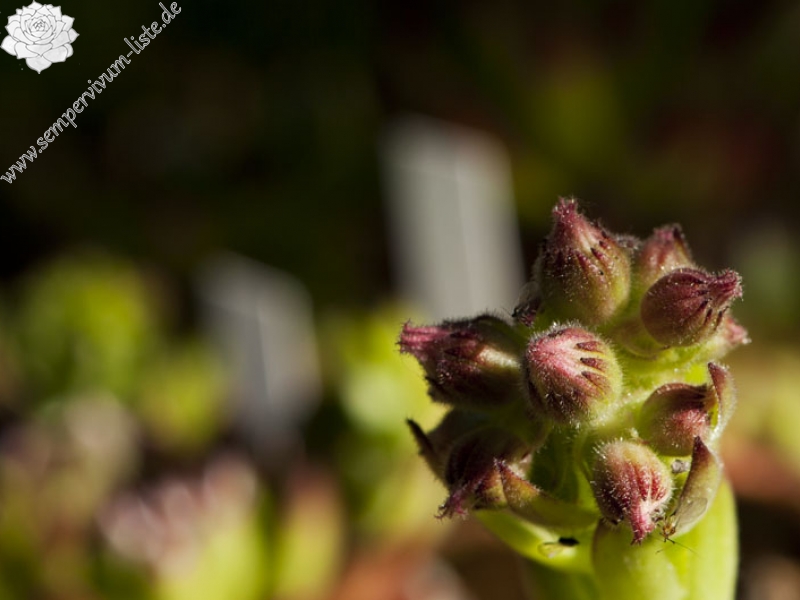 sp. from Pančičev vrh