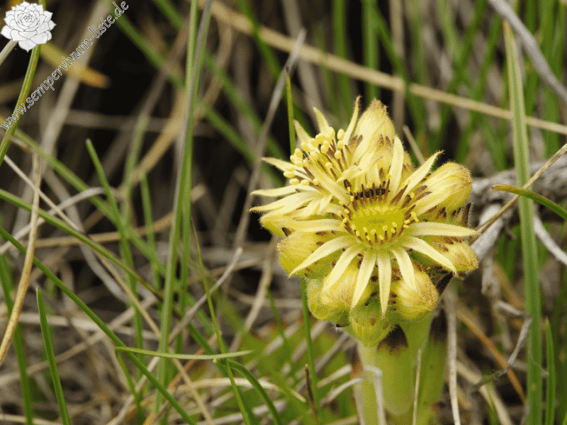 ciliosum ssp. octopodes from Stiv (Gipfel)