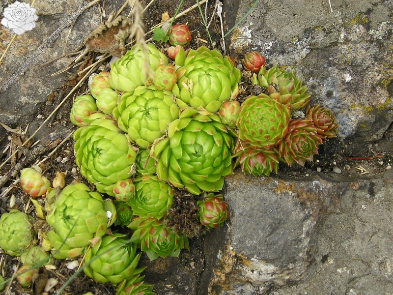 globiferum ssp. globiferum from Burg Žebrák, Točník