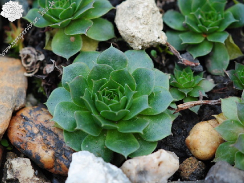 sp. from Cozla (südl.)