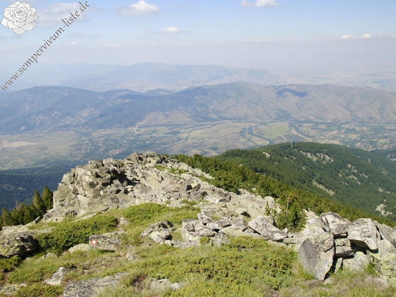 ciliosum ssp. octopodes from Stiv (N Abhang Steinmeer)