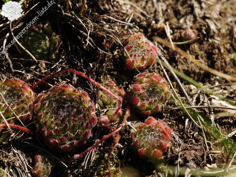 ciliosum ssp. octopodes from Stiv (N Abhang Steinmeer)