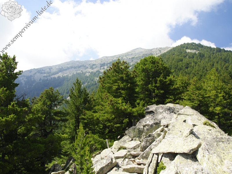 heuffelii from Stiv, nördl. Abhang
