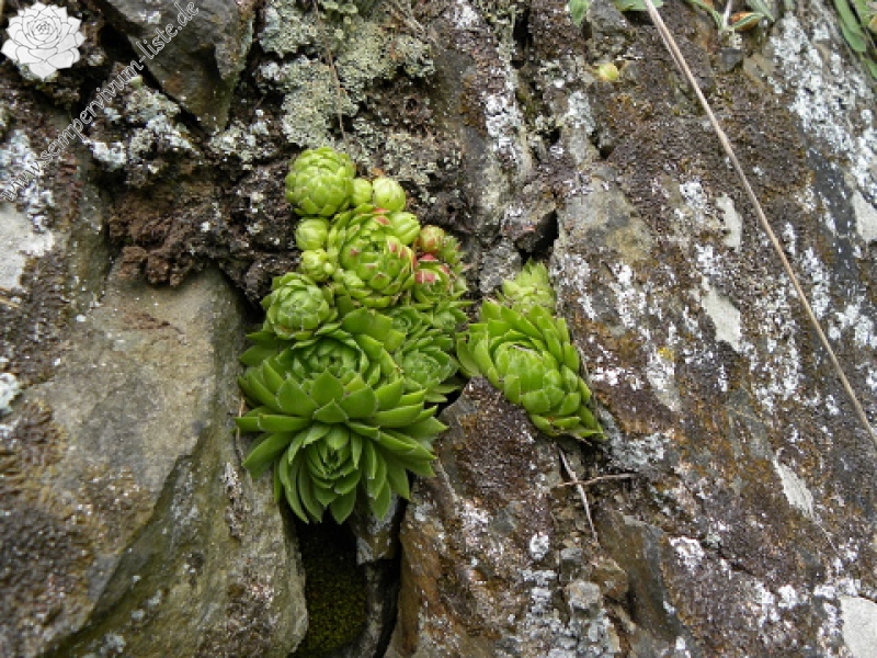 globiferum ssp. globiferum from Špičák bei Mezí