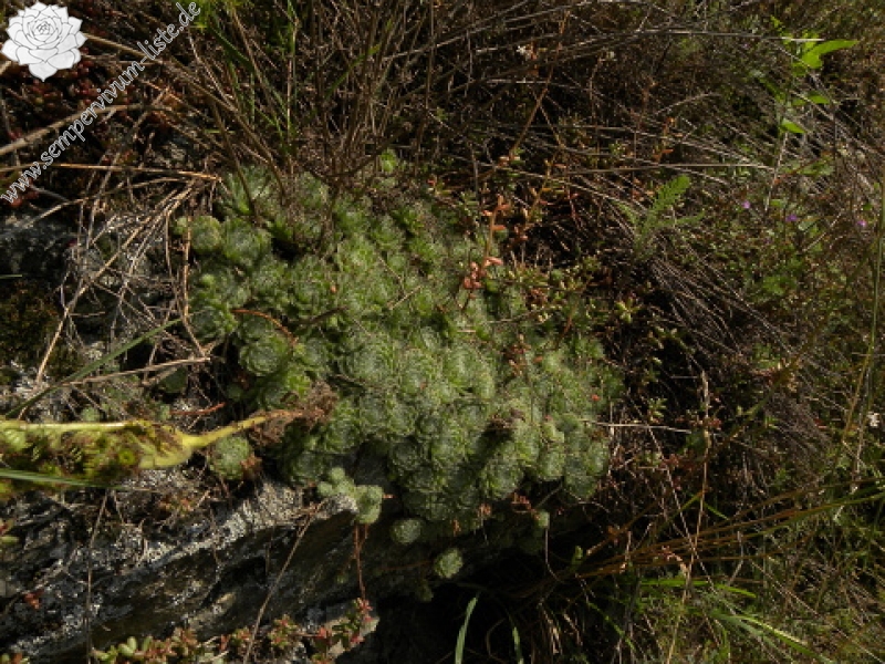 ciliosum ssp. ciliosum (borisii) from Kokalyane