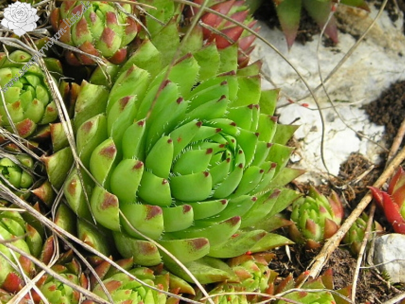 globiferum ssp. hirtum (preissianum) from Zvolen