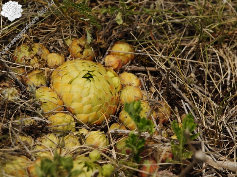 globiferum ssp. globiferum from Koněprusy, Zlatý kůň
