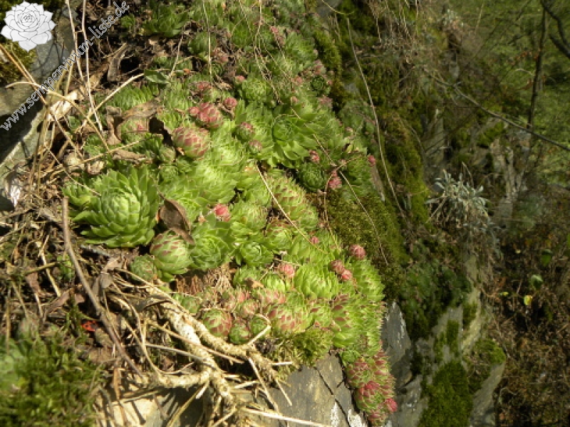 globiferum ssp. globiferum from Střela, Kralovický potok