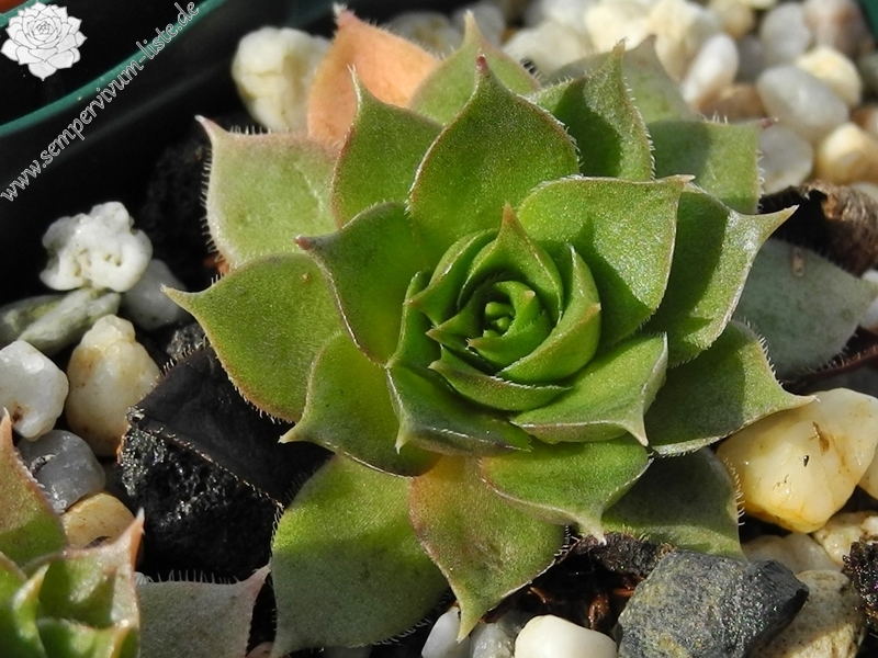 sp. from Cozla (südl.)