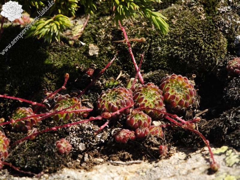 ciliosum ssp. octopodes from Stiv (N Abhang Steinmeer)