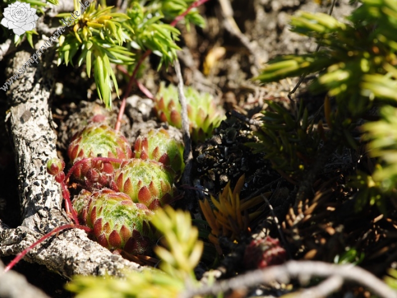 ciliosum ssp. octopodes from Stiv (N Abhang Steinmeer)