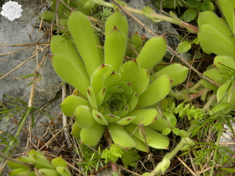 kosaninii from Vojuša