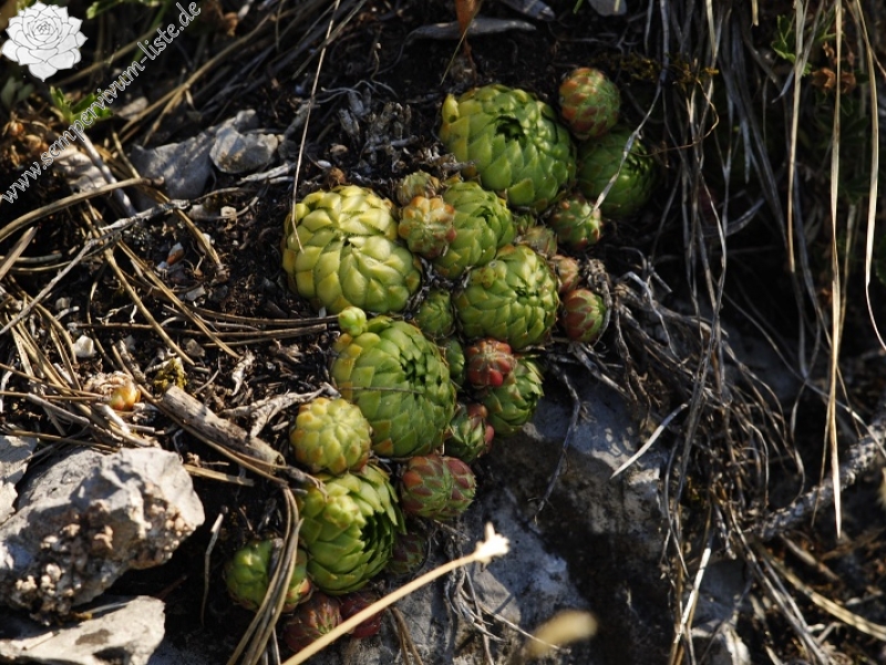 globiferum ssp. globiferum from Hostim, Vysoká stráň, unten