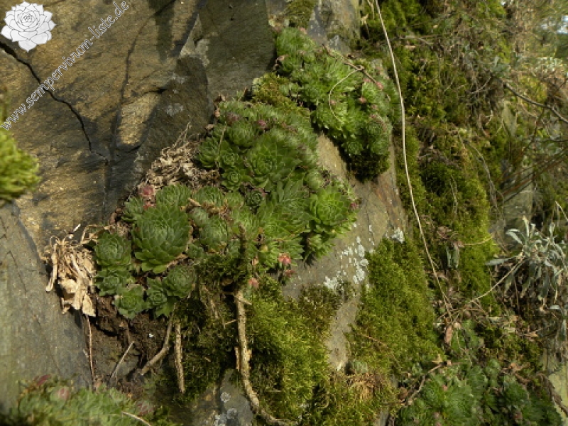 globiferum ssp. globiferum from Střela, Kralovický potok