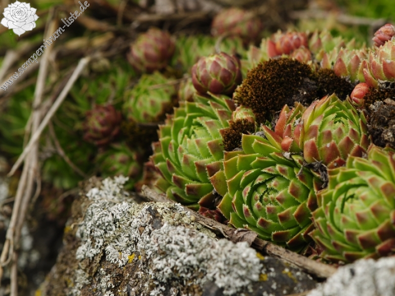 globiferum ssp. globiferum from Těšetice, südlich