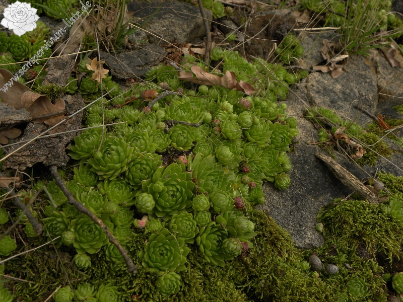 globiferum ssp. globiferum from Třeboň, Svět