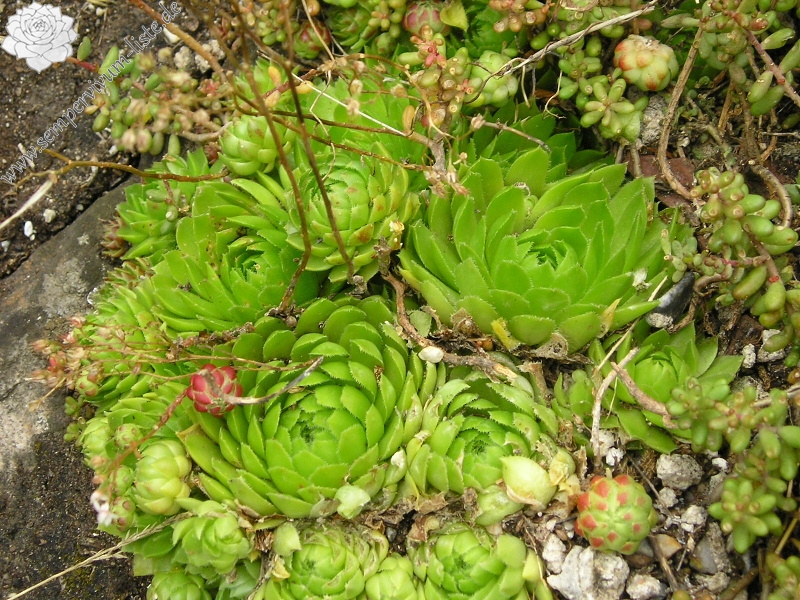 globiferum ssp. globiferum from Burg Žebrák, Točník