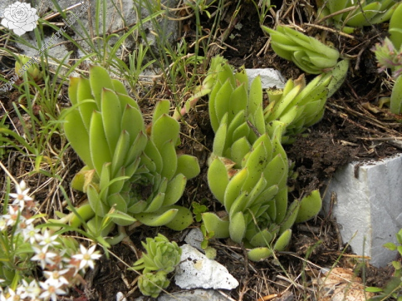 kosaninii from Grbaja