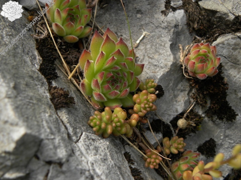 kosaninii from Grbaja