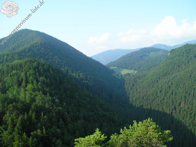 globiferum ssp. hirtum (preissianum) from Veľká skala