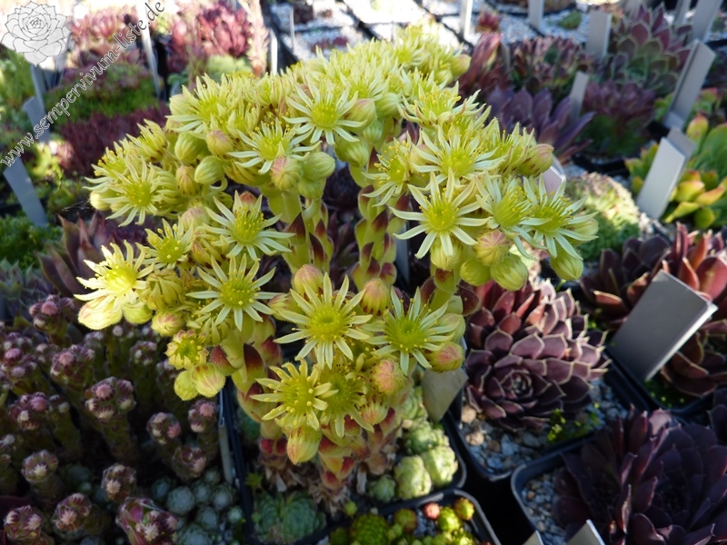 ciliosum from Ali Botusch