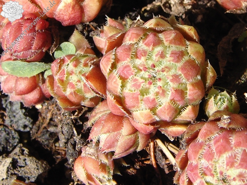 globiferum ssp. arenarium from "Erum Mor"