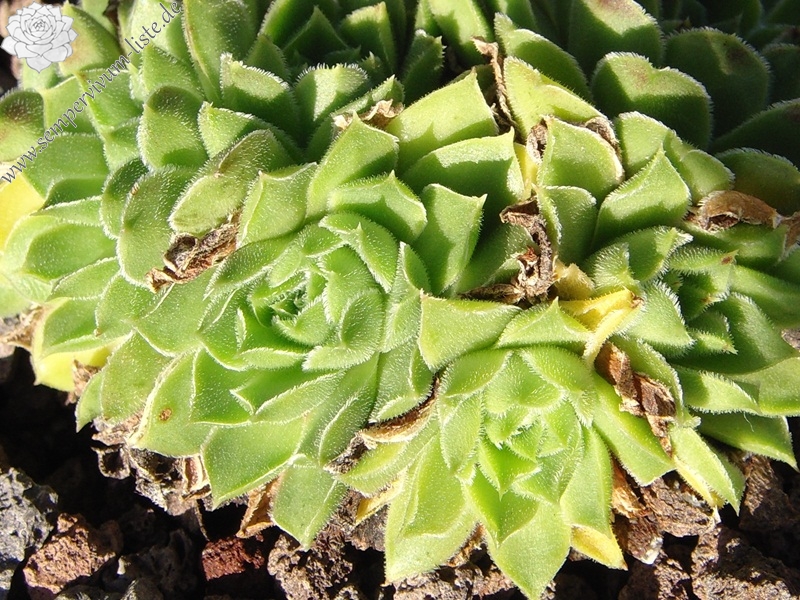 heuffelii from Pelister