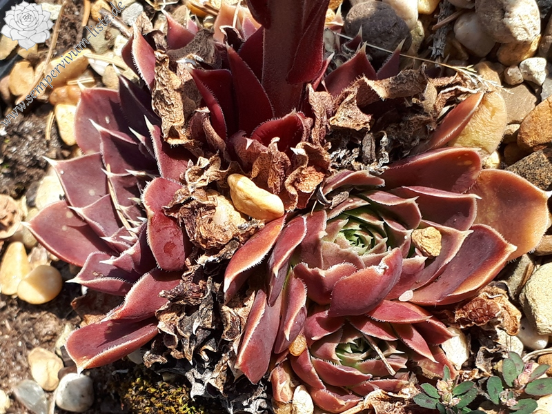 Korspelse Gaspara / Jovi