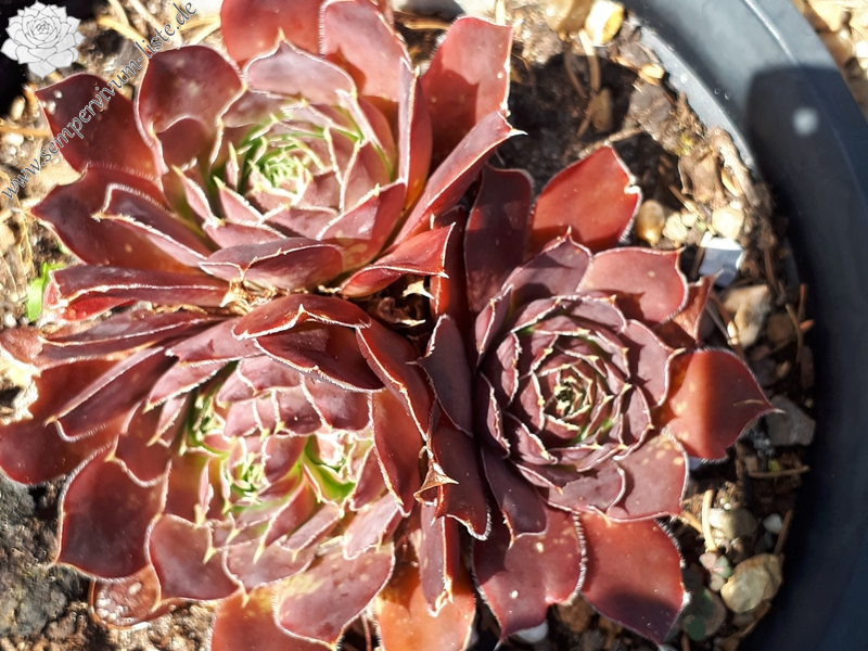 Korspelse Genofee / Jovi