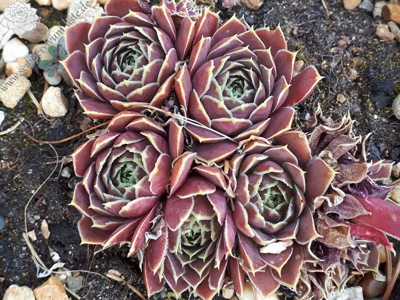 Korspelse Guyotte / Jovi