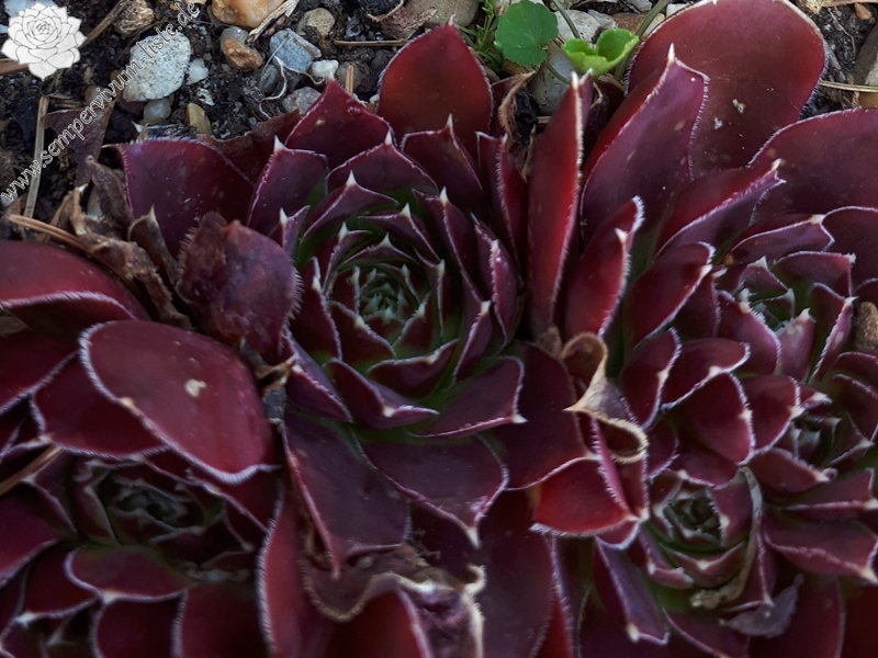 Korspelse Helonse / Jovi