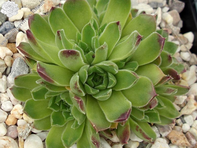 heuffelii from Pelister